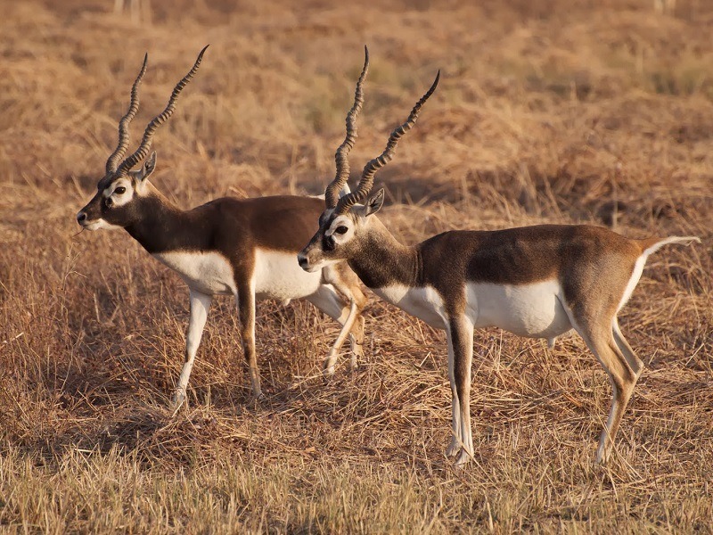 427486885Bhavnagar_Blackbuck_National_Park _Main1.jpg